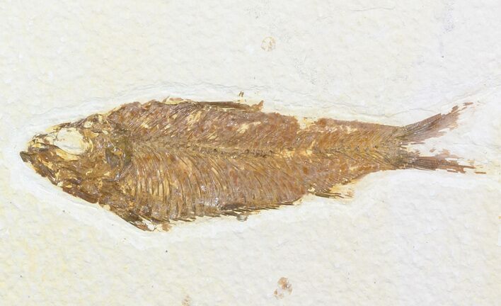 Bargain Knightia Fossil Fish - Wyoming #47893